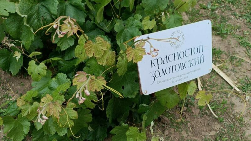 Ученые Дона представят новые исследования в виноградарстве до конца 2026 г.