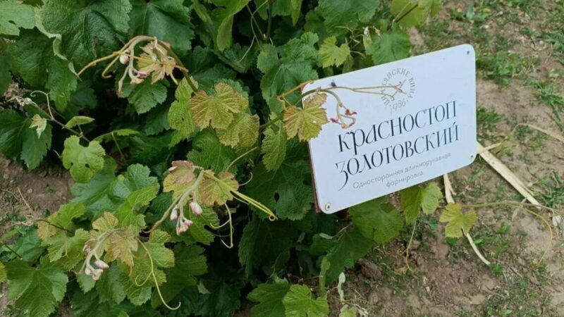 Виноделы Дона оказались под угрозой возврата грантов «Агротуризм»