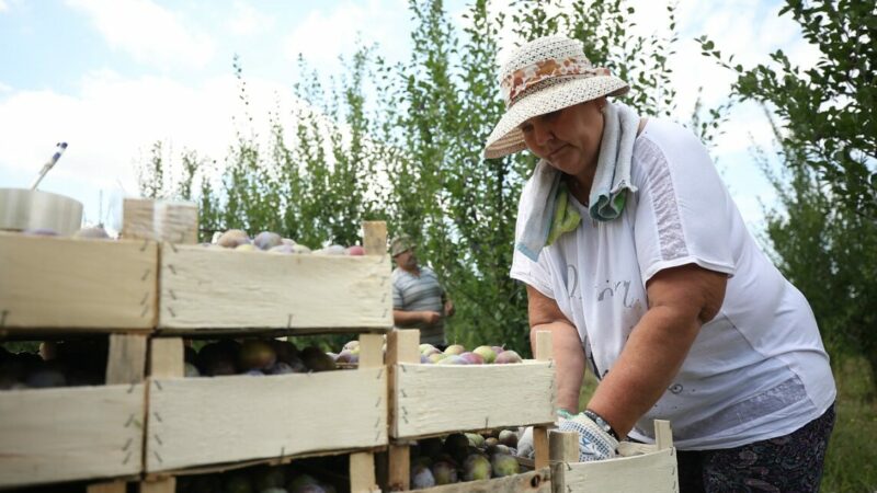 На поддержку АПК Кубани в 2025 году направили 15 млрд рублей