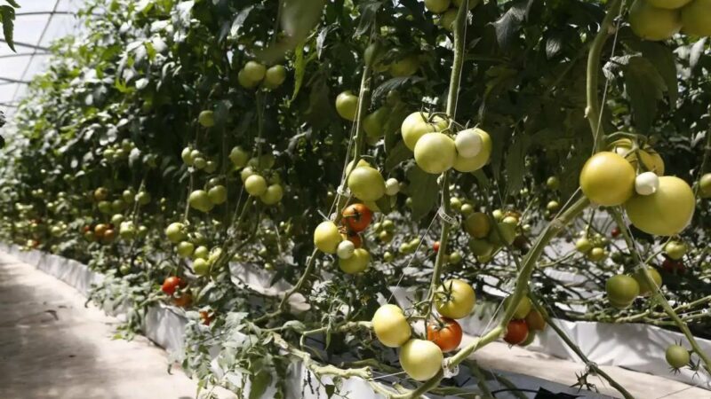Использование дронов в сельхозсфере на Юге может повысить урожайность на 10-15%