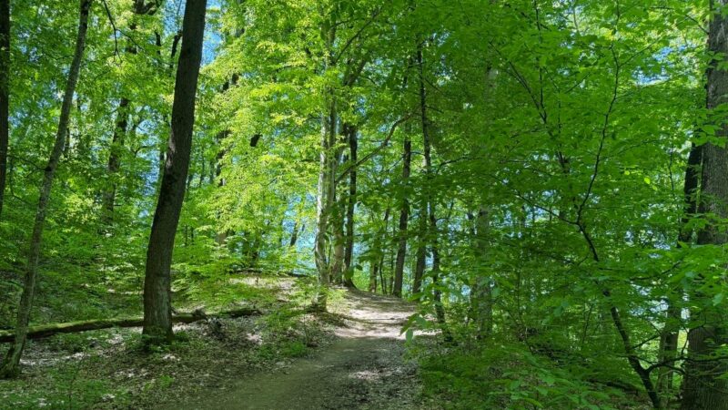Лесовосстановление на Кубани в 2026 г. провели на площади 281 га