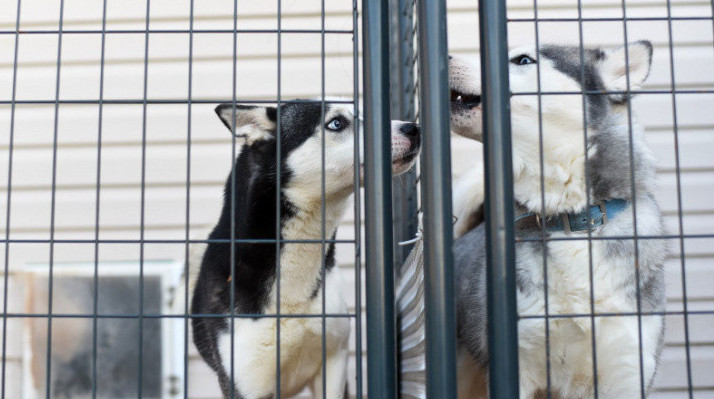Глава Краснодара раскритиковал затянувшиеся сроки проектирования приюта для собак