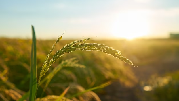 На Кубани в 2022 году объем производства сельхозпродукции вырос на 10%