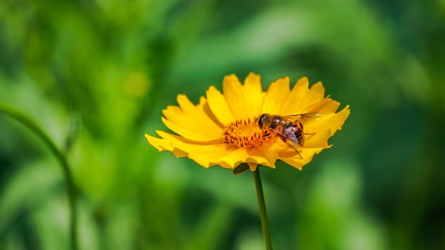 Урожайность сельхозкультур на Юге в 2023 г. снизилась из-за нехватки пчел