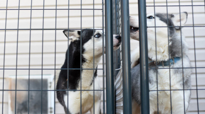 В Краснодаре проект приюта для животных повторно направят на госэкспертизу в сентябре 2022 года