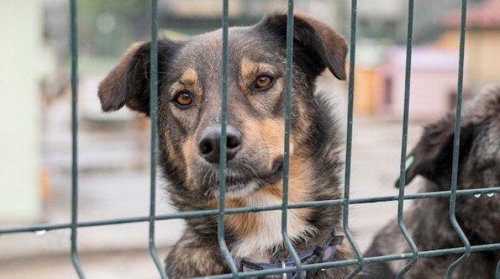 В Краснодаре определили подрядчика строительства приюта для собак
