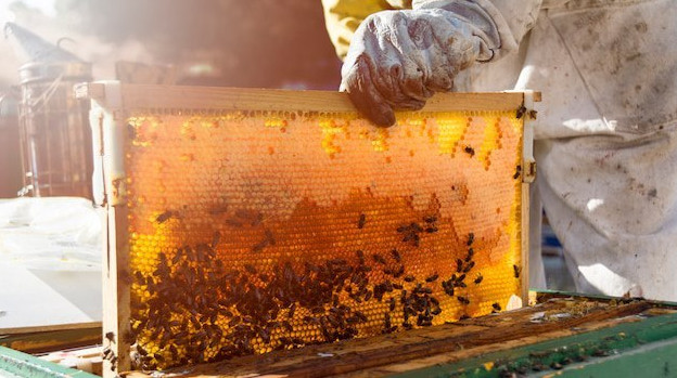 Мнение: только 2% пчеловодов Кубани производят мед с разрешительными документами