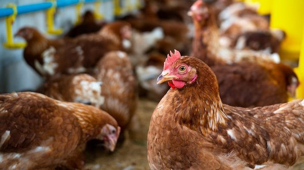 На Кубани цены на мясо птицы в 2023 году выросли на 14%