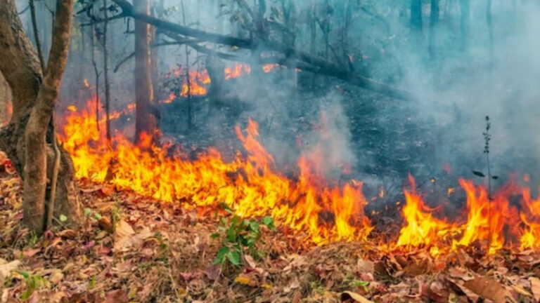 В лесничестве в Геленджике тушат пожар на площади 1 тыс. кв. метров