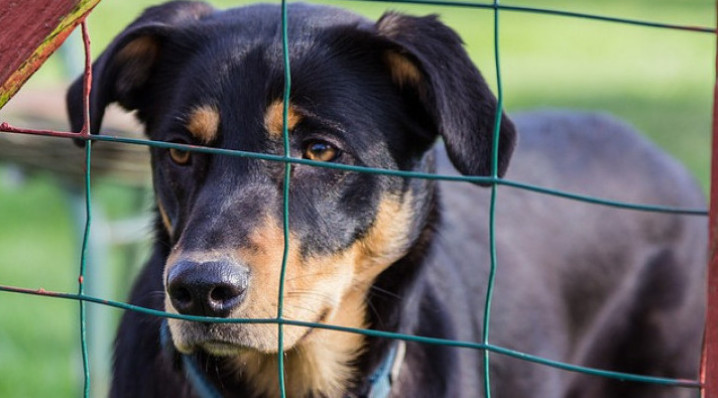 Cтроительство приюта для собак в Краснодаре планируют начать летом 2023 года