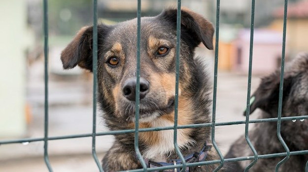 Приют для собак в Краснодаре построят до конца июля 2024 года