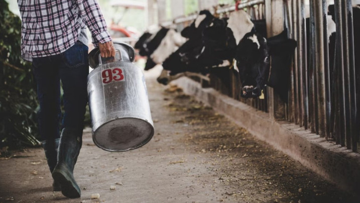На Кубани в 2023 году рассчитывают увеличить субсидии производителям молока
